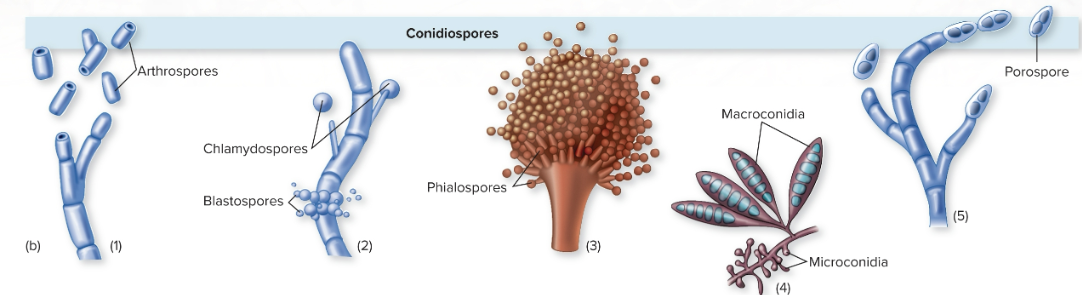 <p><span>free spores not enclosed by a spore-bearing sac</span></p>