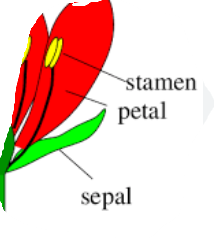 <p><span style="background-color: transparent;"><span>sepals, petals, stamens </span></span></p>