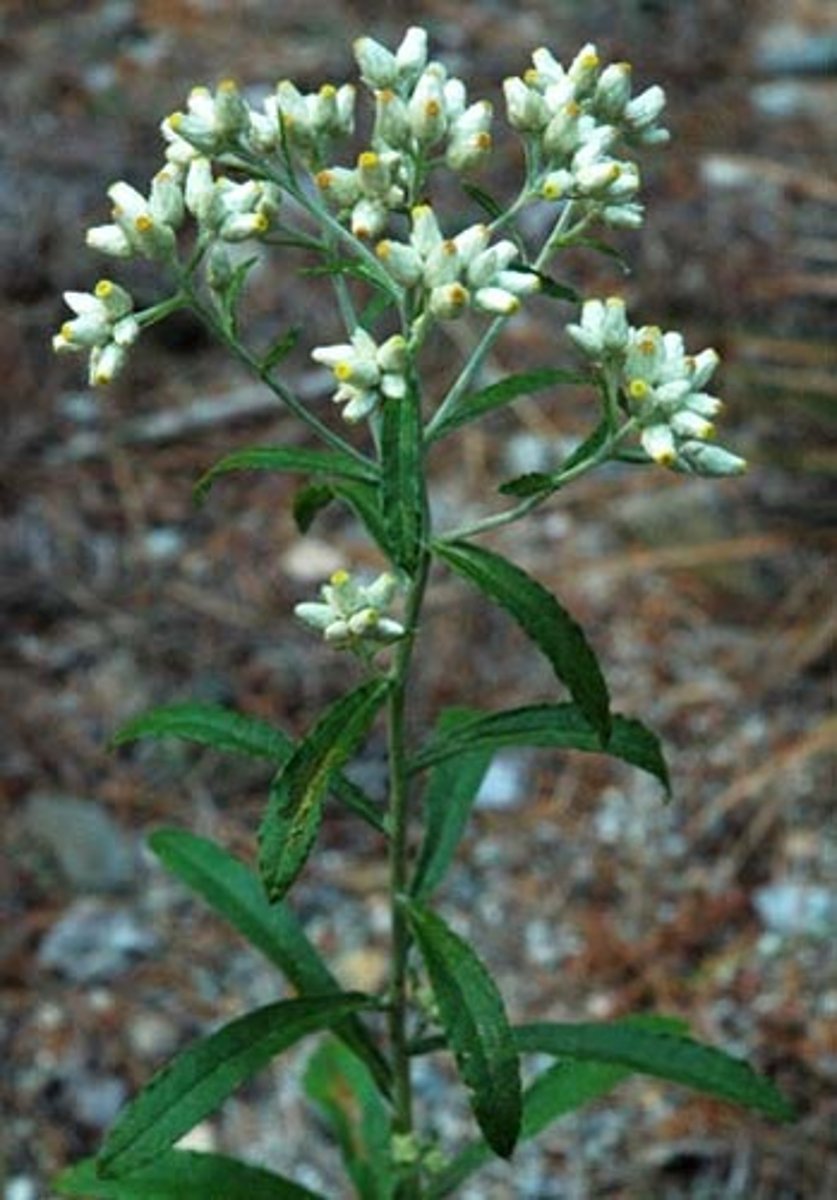 <p>Asteraceae cudweed</p>