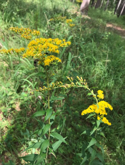 <p>What is the genus and specific epithet of this plant?</p>