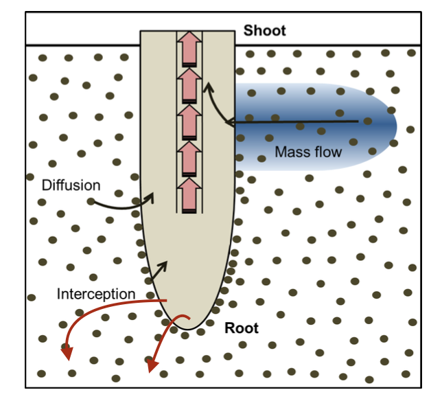 <p>In a natural ecosystem, what is the primary mechanism by which calcium moves to</p><p>the root surface?</p><p>A. Diffusion</p><p>B. Mass flow</p><p>C. Root interception</p><p>D. Transpiration</p>