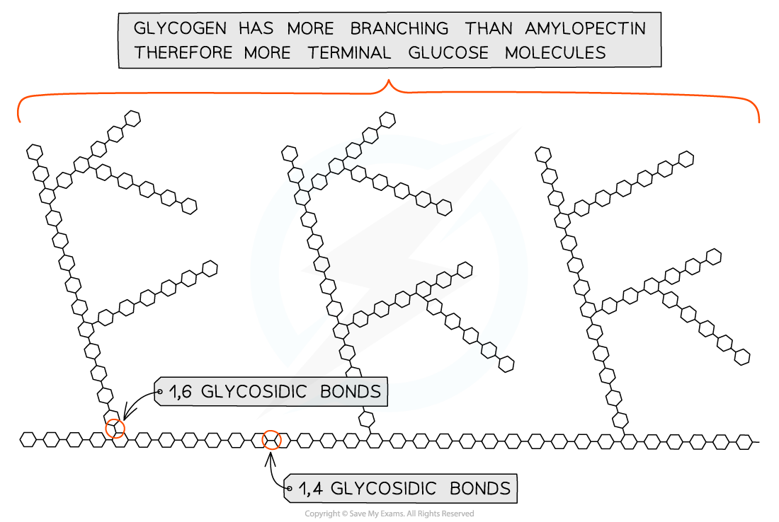 <ul><li><p>Long, branched chain of alpha-glucose</p></li><li><p>Mostly bonded by 1-4 glycosidic bonds, but when it branches, its forms a 1-6 glycosidic bond instead</p></li><li><p>Branching allows enzymes to break down the glycosidic bonds easily, resulting in quicker release of glucose</p></li><li><p>80% of Starch</p></li></ul><p></p>