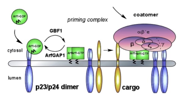 <ul><li><p>Arf1-GTP inserts → outer leaflet of cis-golgi membrane</p></li><li><p>Arf1-GDP + p23/p24 (cis-Golgi type I transmemb proteins) interact</p></li><li><p>GBF1 GEF stimulate Arf1 (GDP —&gt; GTP)</p></li><li><p>Arf1-GTP → conformational change</p><ul><li><p>integrated N-termin amphipathic helic → membrane outer leaflet</p></li></ul></li></ul>