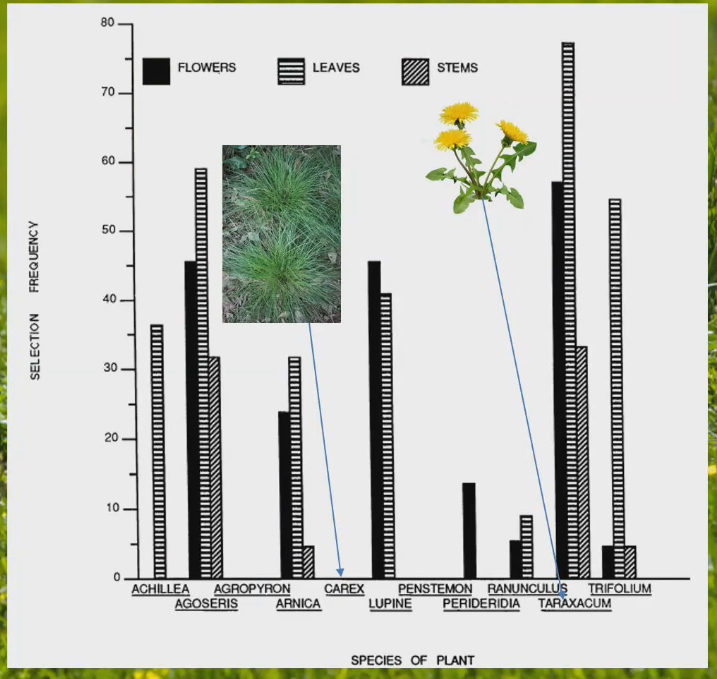 <ul><li><p>What percentage of time do squirrels eat these foods when they come across flowers, leaves, stems</p></li><li><p>Selection frequency for dandelions was high, they ate it almost everytime they came across it</p></li><li><p>Selection frequency for carex was 0, they never ate it</p></li><li><p>Animals don’t just eat whatever they come across</p></li><li><p>Unsaturated fatty acids are important for hibernating animals</p></li></ul><p></p>