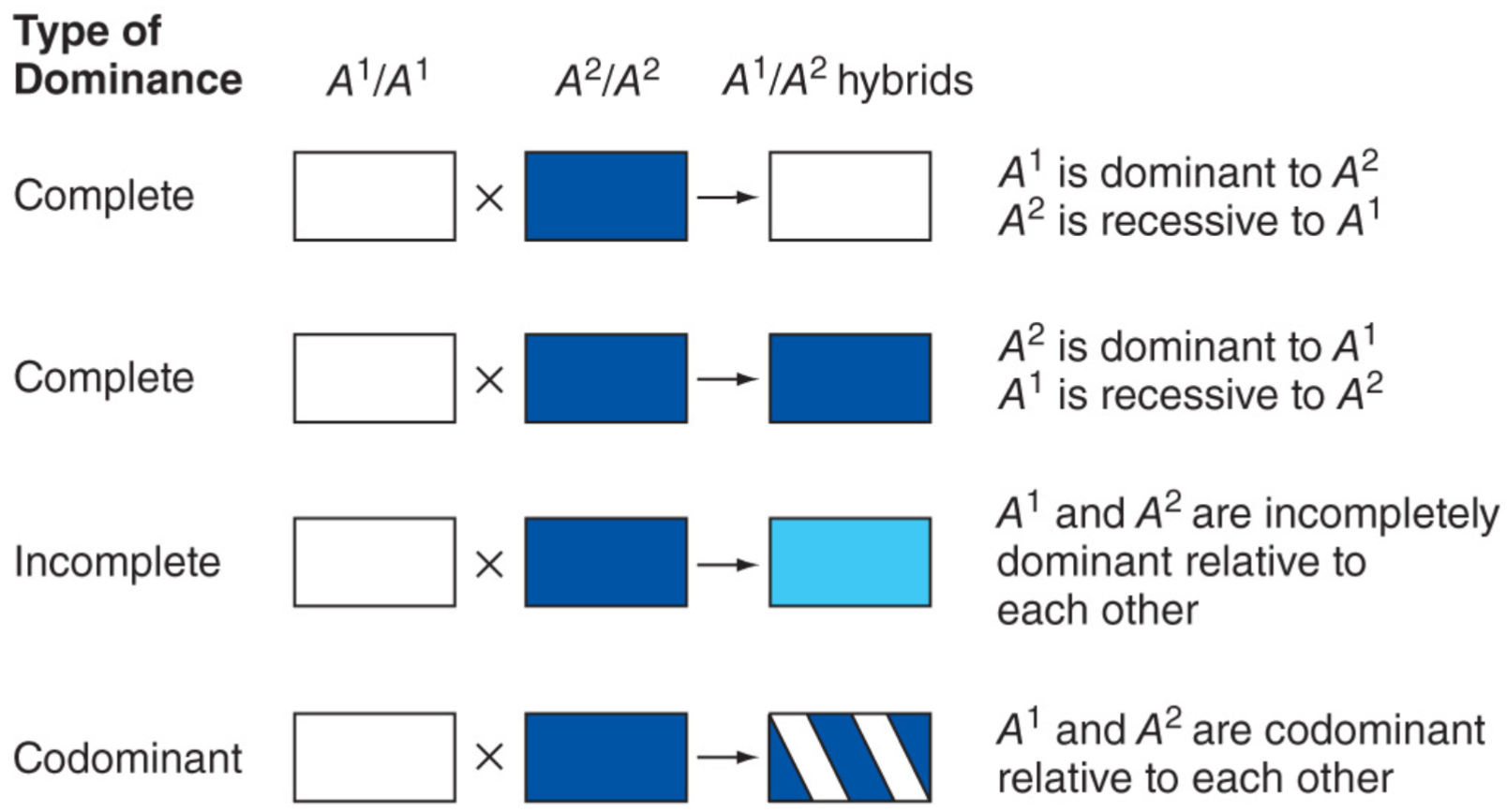 <ul><li><p>phenotype of heterozygote defines dominance relationship of 2 alleles</p></li><li><p>Complete dominance: only one trait shows (blue <strong><u>or</u></strong> white)</p></li><li><p>Incomplete dominance: mix of 2 traits show (white and blue mix to form sky blue)</p></li><li><p>Codominance: both traits show (white and blue form blue w/ white dots/stripes)</p></li></ul>