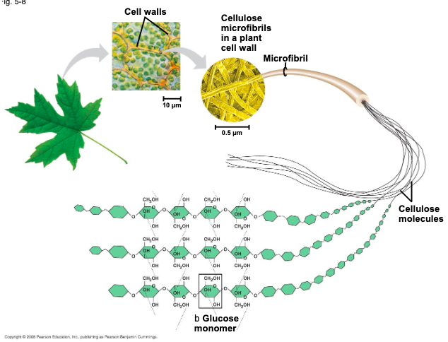 <p>microfibrils which form strong building materials for plants </p>