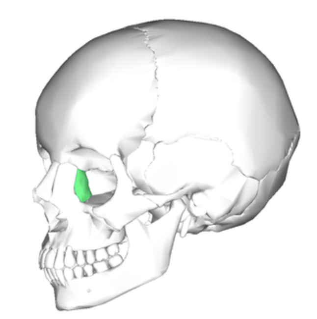 <ul><li><p>Smallest bones of the face</p></li></ul><ul><li><p>Form medial wall of each orbit</p></li></ul><p></p>