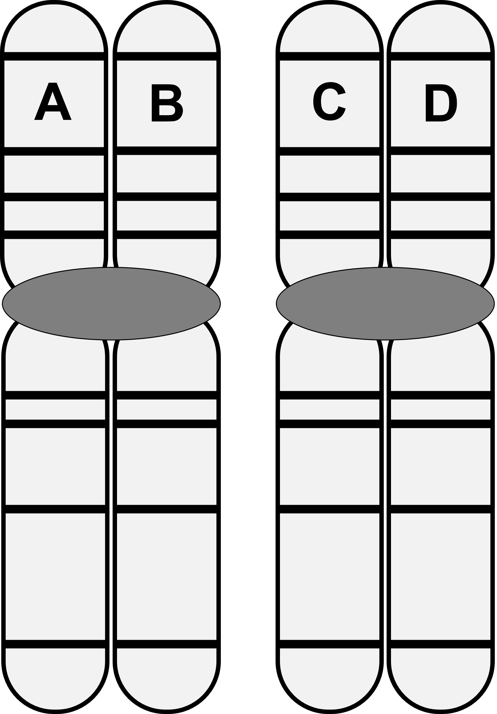 <p>The image below shows a pair of homologous chromosomes following DNA replication. Letters indicate individual pieces of DNA.</p><p>What letter pairs represent non-sister chromatids?</p><p>A and C</p><p>A and D</p><p>B and C</p><p>B and D</p><p>All of the above</p>