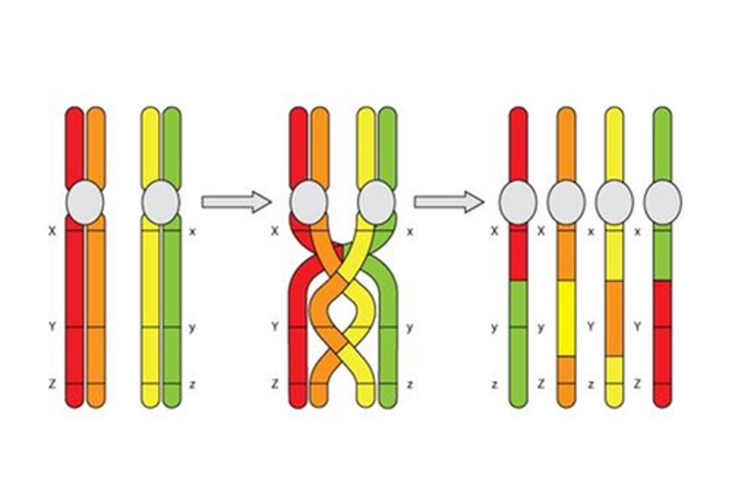 <p>(crossing over) a combining of genes or characters different from what they were in the parents</p>