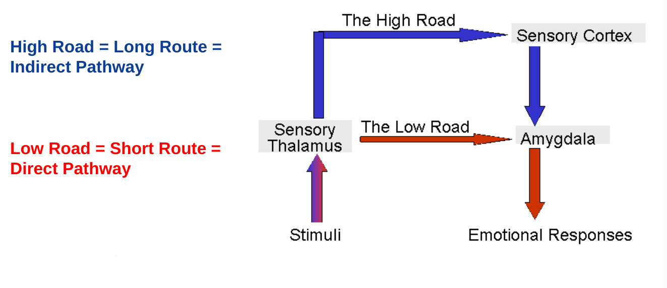 <ul><li><p>model of emotional pathways </p></li><li><p>having both a direct and indirect pathway enables flexibility in response which is an adaptive advantage </p></li></ul><p></p>