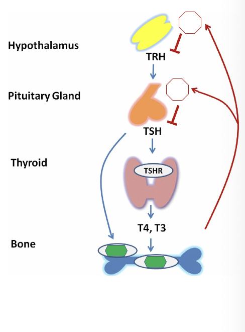 <p>Hormone:</p><p>ـــــــــ  is necessary for the proper development of growth hormone (GH) which is essential to the formation and maintenance of the skeleton </p>