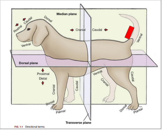 <p>What is the directional term blocked out in red?</p>