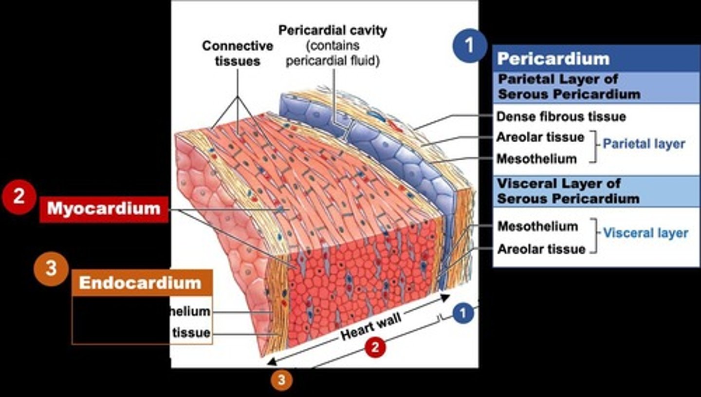 <p>Layer of heart composed mainly of cardiac myocytes.</p>