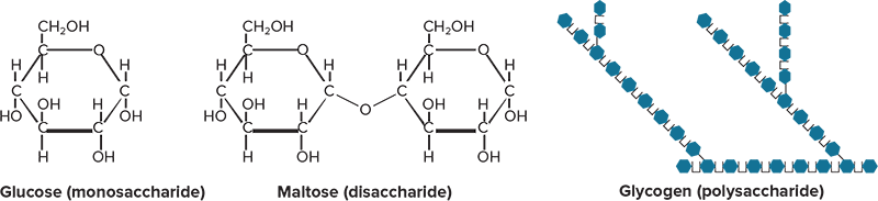 <p>Monosaccharides, Disaccharides, Polysaccharides</p>