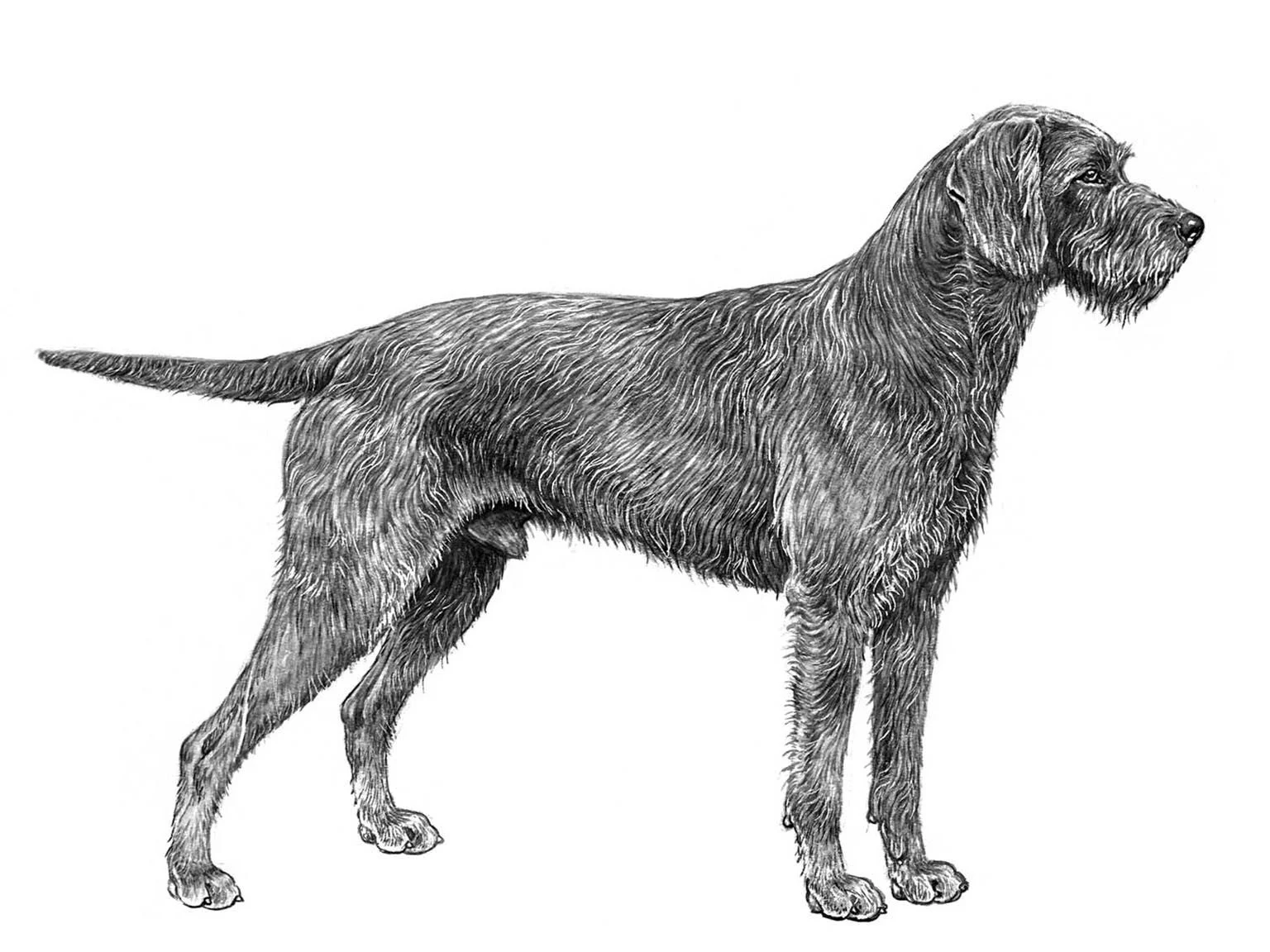 <p>pudelpointer</p>