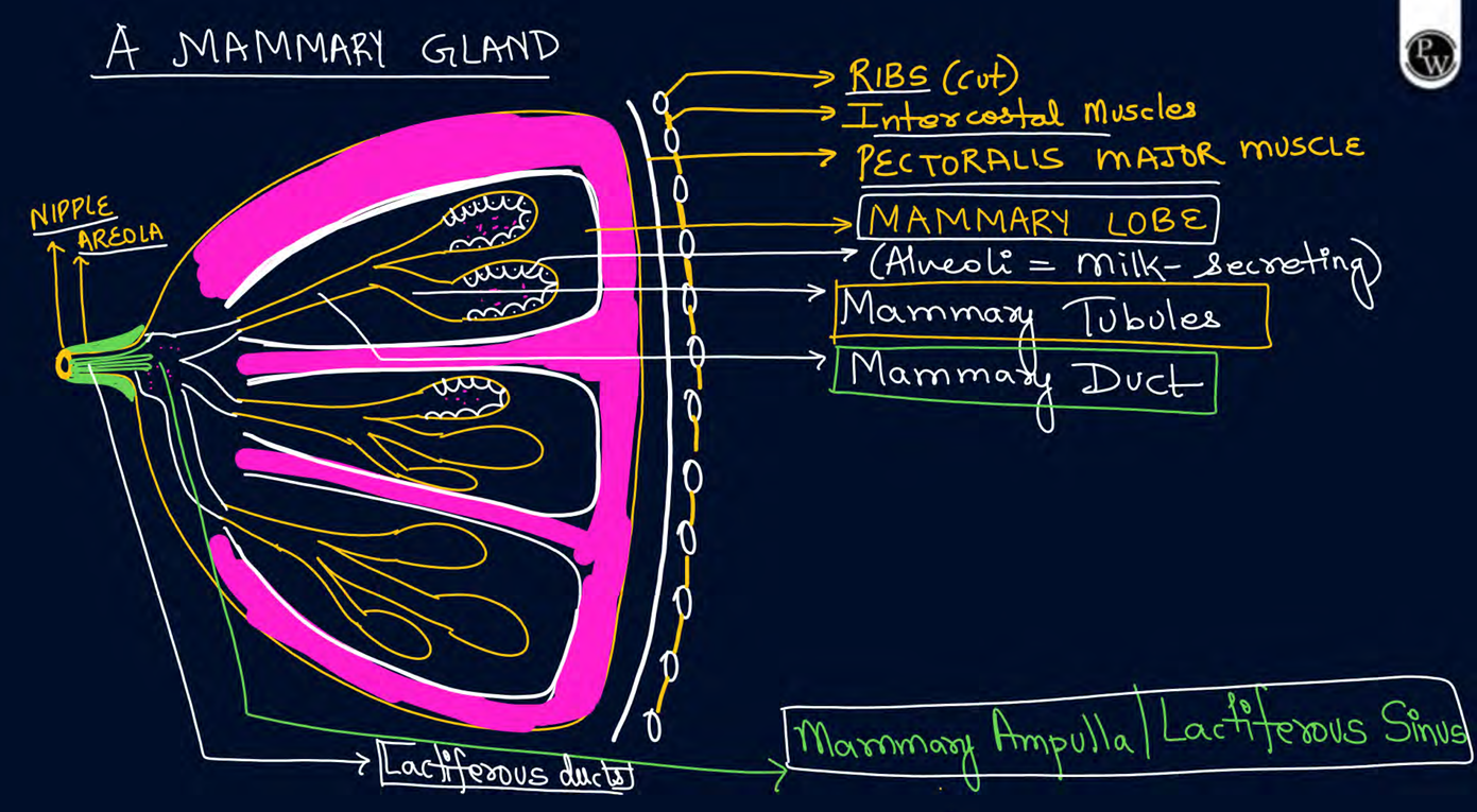 <p>mammary lobes</p>