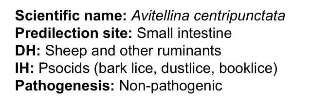 <p>Avitellina centripunctata</p>