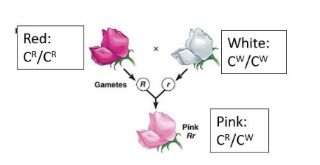 <p>Homozygous for the alleles of interest</p>