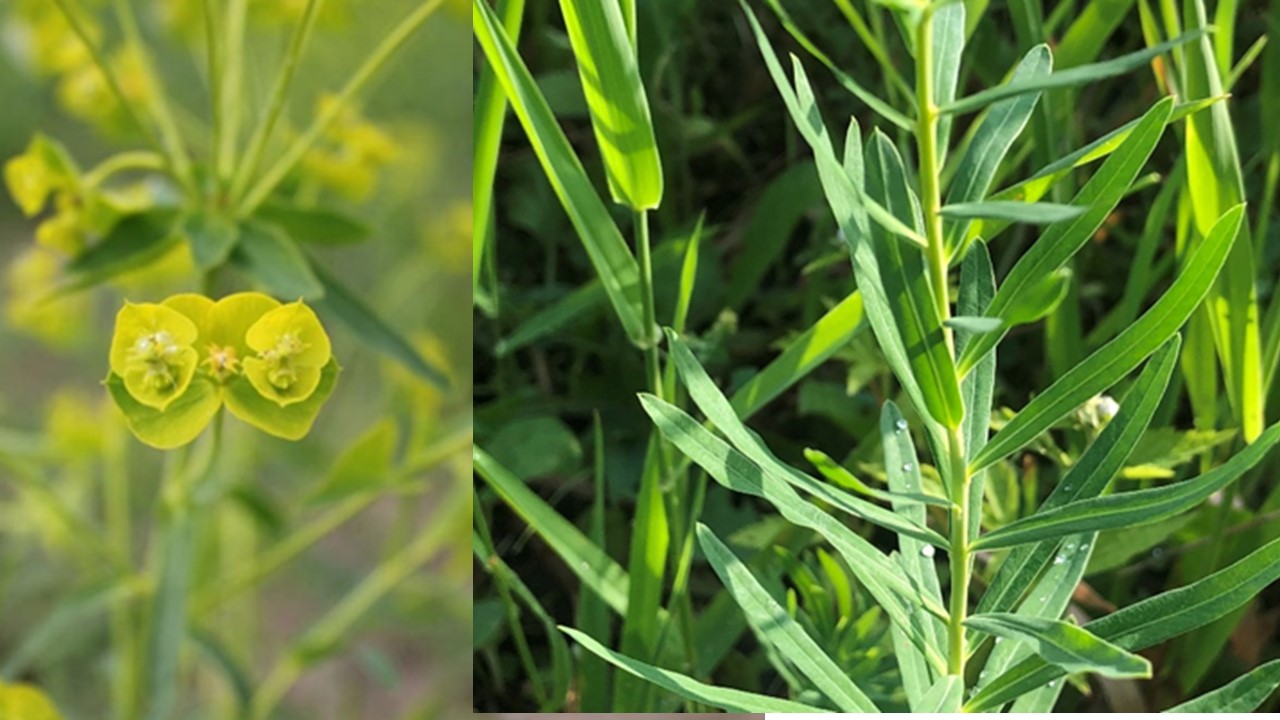 <p>The leafy spurge is a unique plant! 2 heart-shaped leafy bracts surround clusters of yellow-green flowers that lack both petals and sepals. The leaves form an alternate arrangement. The leaves themselves are oblong, narrow, waxy and attach directly onto the stem. If cut, they release a poisonous milky sap known as latex. </p>