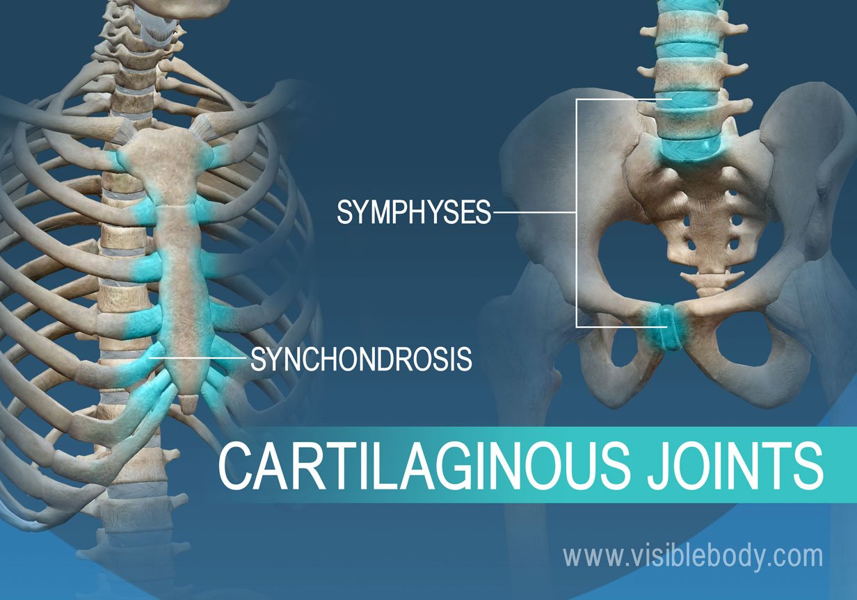 <ul><li><p>Bones are connected by cartilage</p></li><li><p>Lack a joint cavity</p></li><li><p>Not particularly movable</p></li><li><p>Two Types: synchondroses (contain hyaline cartilage, sympheses (contain fibrocartilage, compressible)</p></li></ul><p></p>