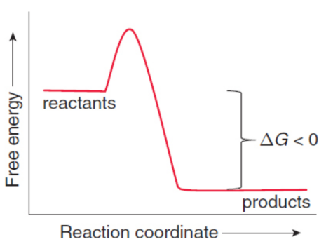 <p>system releases energy; spontaneous</p>