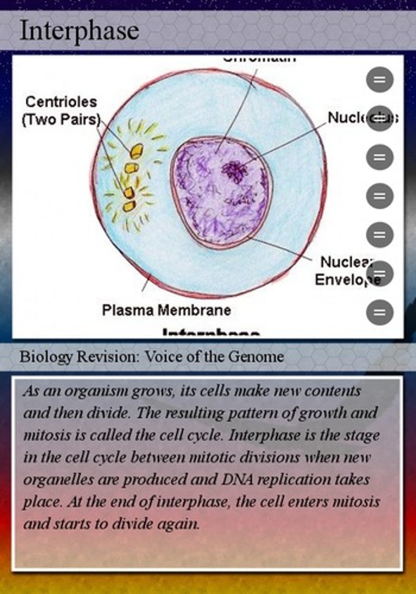 <p>This happens before mitosis or meiosis. The cell grows, replicates its DNA, and prepares to begin mitosis or meiosis.</p>