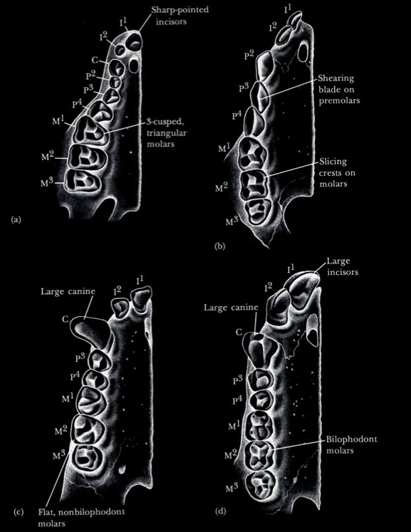<ul><li><p>Insect-eating promision</p></li><li><p>Leaf-eating lemur (Indri) - many crests for mashing up leaves</p></li><li><p>Fruit and leaf eating ape (Hylobates) - incisors to bite into fruit</p></li><li><p>Fruit-eating monkey (cercocebus) - incisors and crests</p></li></ul><p></p>