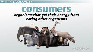 <p>There are many types of consumers, including primary, secondary, etc, and then tertiary. The primary are the ones who eat the produce, then the secondary eat them, and so on, the tertiary eat all consumers, and the others eat everything below them.</p>