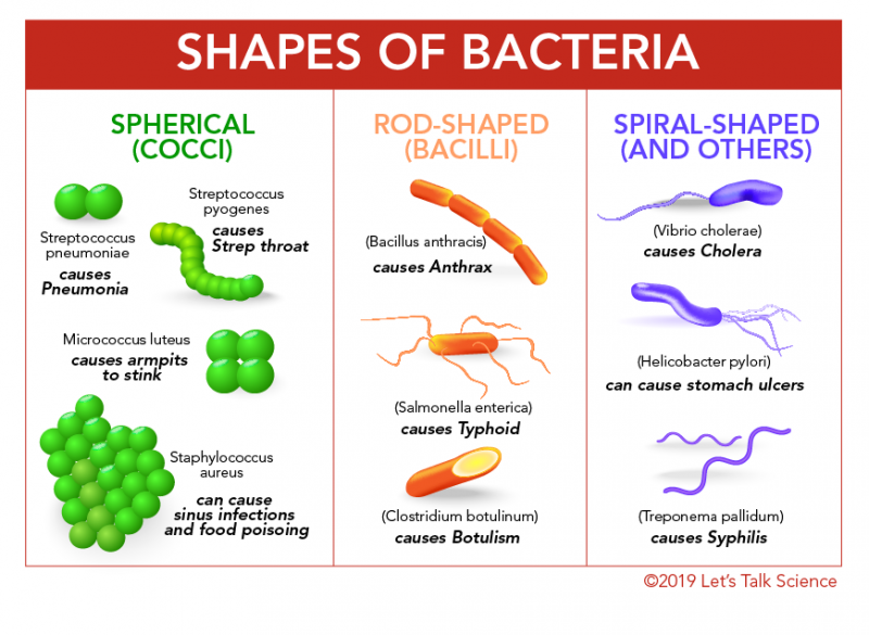<ul><li><p><strong>Coccus-</strong> round/spherical (e.g. Staphylococcus)</p></li><li><p><strong>Bacillus</strong>- rod-like (e.g. Diphtheria)</p></li><li><p><strong>Spirillum</strong>- spiral form (e.g. Syphilis)</p></li></ul>