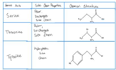 <ul><li><p>polar = likes water </p></li></ul><p></p>