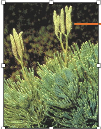 <p>Identify and label</p>