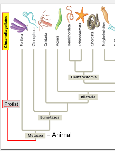 <p>Closest living relatives to animals</p>