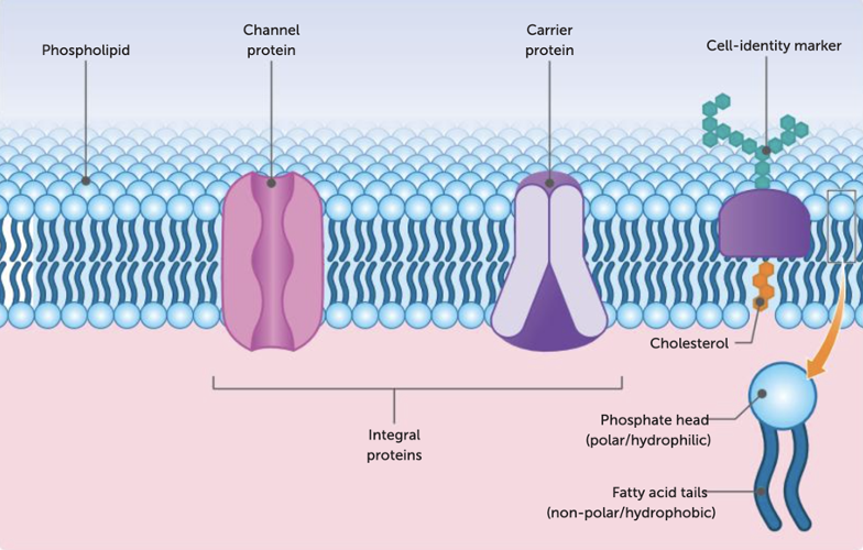 <p>The membrane is said to be fluid because the molecules of which it is made are constantly changing positions, it is said to be mosaic because it is composed of many different kinds of molecules. The main structure of the membrane is composed of phospholipid molecules, which are lipid molecules containing a phosphate group. The phospholipids are arranged in two layers, known as a bilayer. Each phospholipid molecule has a head that is hydrophilic (water loving), and a tail is hydrophobic (water hating). The phospholipids are arranged in the two layers with their heads on the outside and the tails on the inside. Embedded in the phospholipid bilayer are cholesterol and protein molecules. They are important for the function integrity and stability of the membrane. <span style="font-family: Aptos, sans-serif">Cell membranes have a variety of protein molecules, including receptor proteins, channel proteins, carrier proteins and cell identity markers. </span>Carrier proteins bind to specific molecules and change shape to move them across the membrane. They can facilitate both passive (no energy) and active transport (required ATP energy), often moving larger molecules like glucose. Channel proteins create open pores in the membrane, allowing ions or small molecules to pass through. They typically facilitate passive transport (No ATP required) and are highly selective for specific ions or molecules. <span style="font-family: Aptos, sans-serif">Aquaporins are special proteins that help water and small neutral molecules pass through cell membranes without using energy.</span></p>