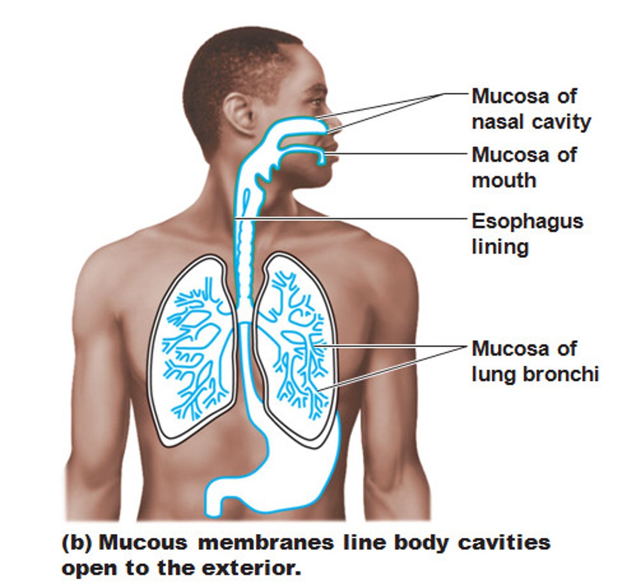 <p>Membrane that secretes mucus that lubricates the surface of organs and keeps them moist; exposed to the exterior of the body</p>