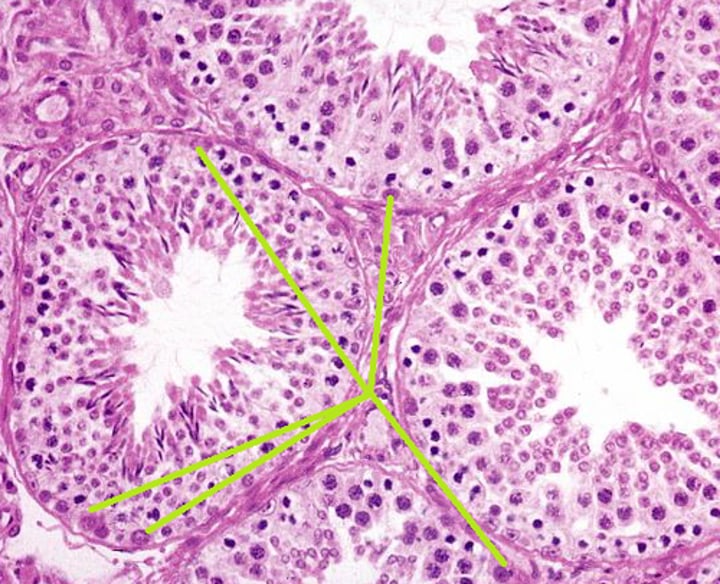 <p>Secrete Chemicals required for the nourishment and development of sperm cells</p><p>-Responsible for spermatogenesis</p>