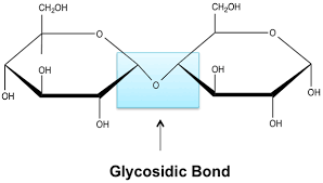 A type of covalent bond that joins a carbohydrate (sugar) molecule to another group, which may or may not be another carbohydrate.