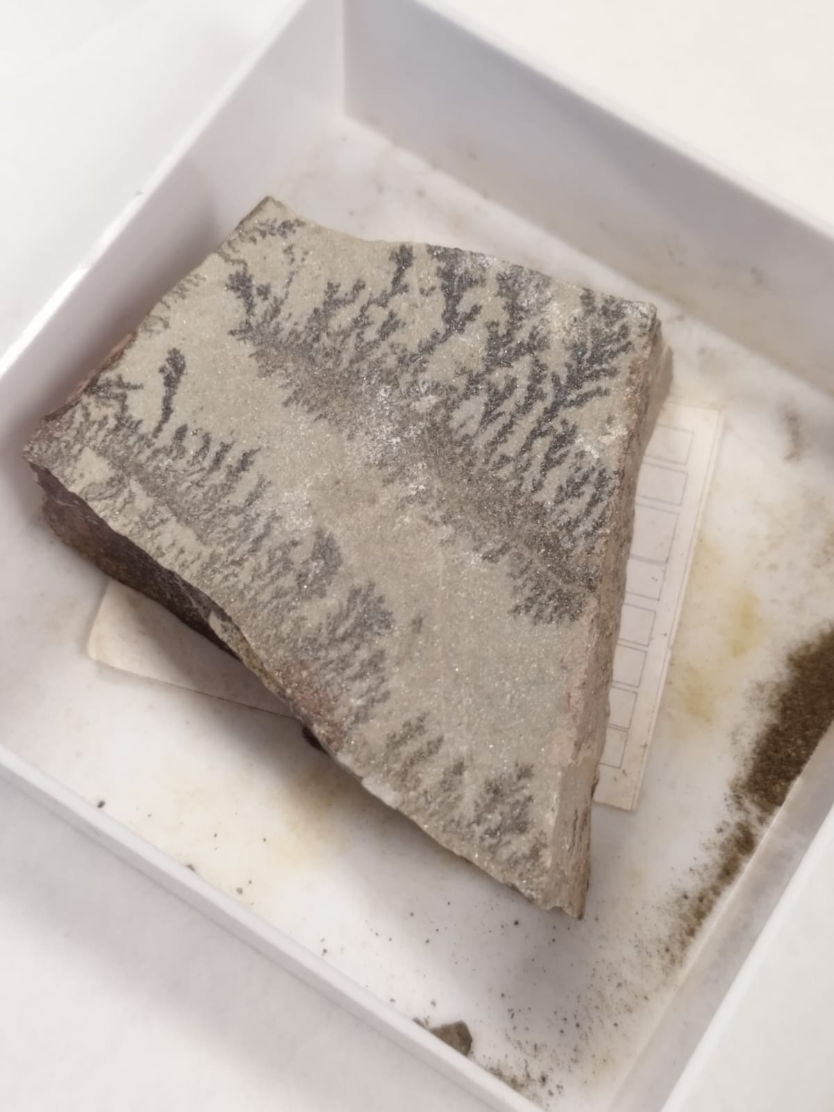 <p>Pseudofossils</p>