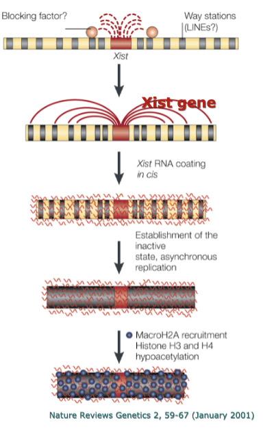 <p>RNA coats the chromosome and compacts it!</p>
