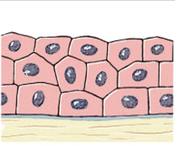 <p>Which classes of epithelium is:</p><ul><li><p>2 or more layers of cube-shaped cells (absorption, protection).</p></li><li><p><em>Sweat &amp; esophageal glands, around ovum</em>.</p></li></ul><p></p>