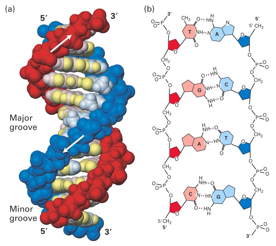 <p>The strands are not diametrically opposed due to the glycosidic bonds.</p>