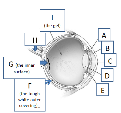 <p>B. Cornea</p><p>C. Pupil</p><p>D. Lens</p><p>E. Iris</p><p>F. Sclera</p><p>G. Retina</p><p>H. Optic Nerve</p><p>I. Vitreous Humour</p>