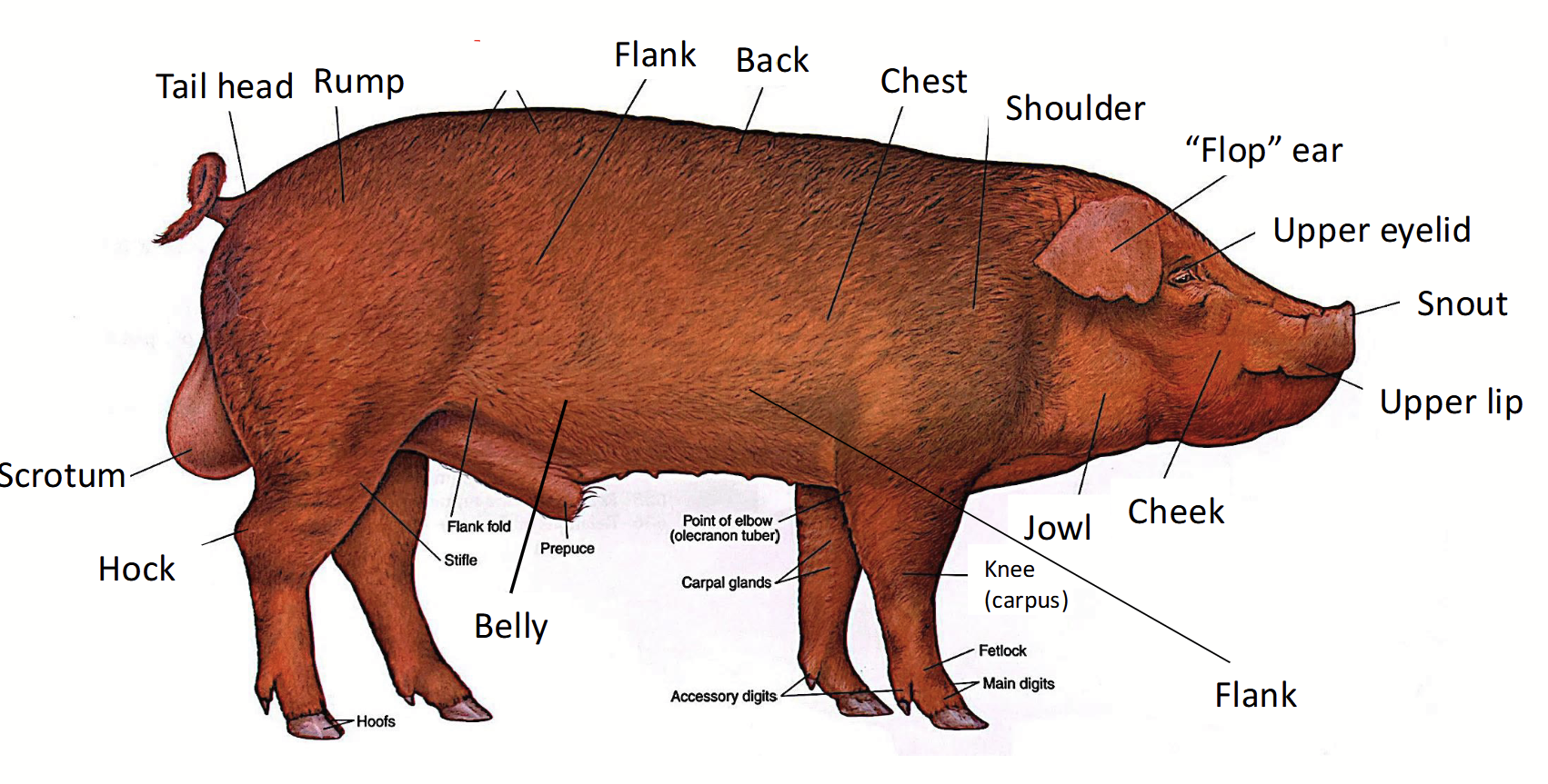 <p>In pigs, one of the <strong>most valuable</strong> parts of the carcass. Fabricated into pork chops.</p>