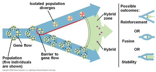 <p>a geographic region in which members of different species meet and mate, producing at least some offspring of mixed ancestry</p>