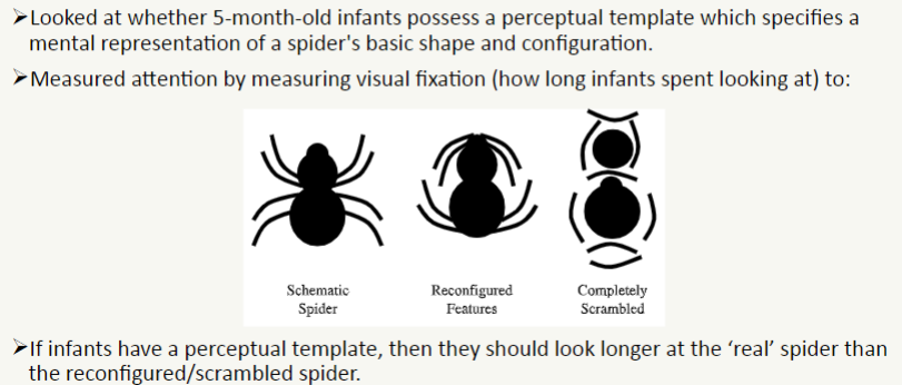 <ul><li><p>infants looked longer at the schematic spider than the reconfigured and scrambled spider – consistent with possession of an innate perceptual template</p></li><li><p>no significant difference in visual fixation times when spider images did not contain typical curvilinear body and leg shape</p></li><li><p>suggests perceptual template specifies the structure of spiders e.g. curved body and legs</p></li></ul>