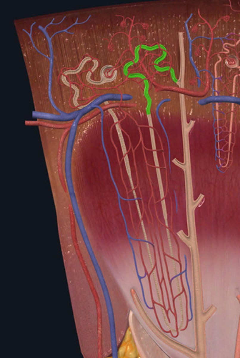 <p>ID Structure Highlighted Green</p>