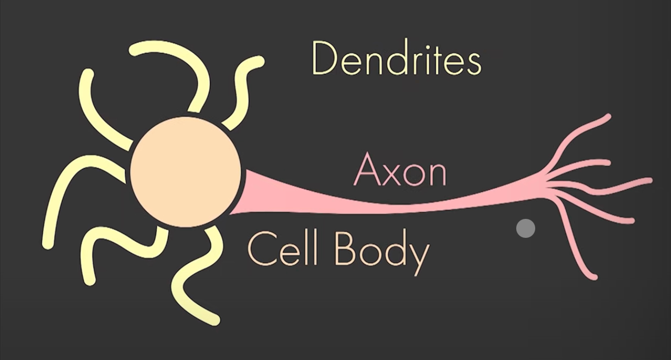 <p>Neuron</p>