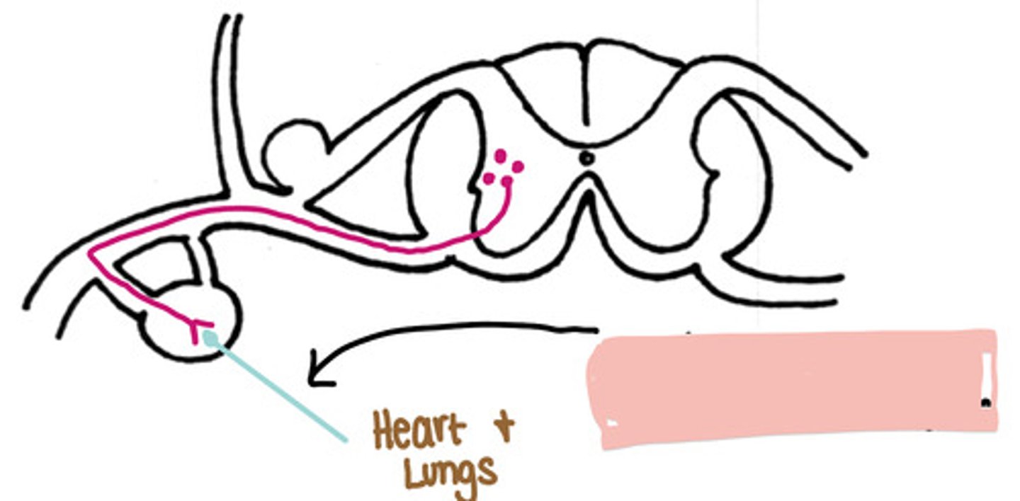<p>Is this a sympathetic pathway cranial or caudal to the diaphragm</p>