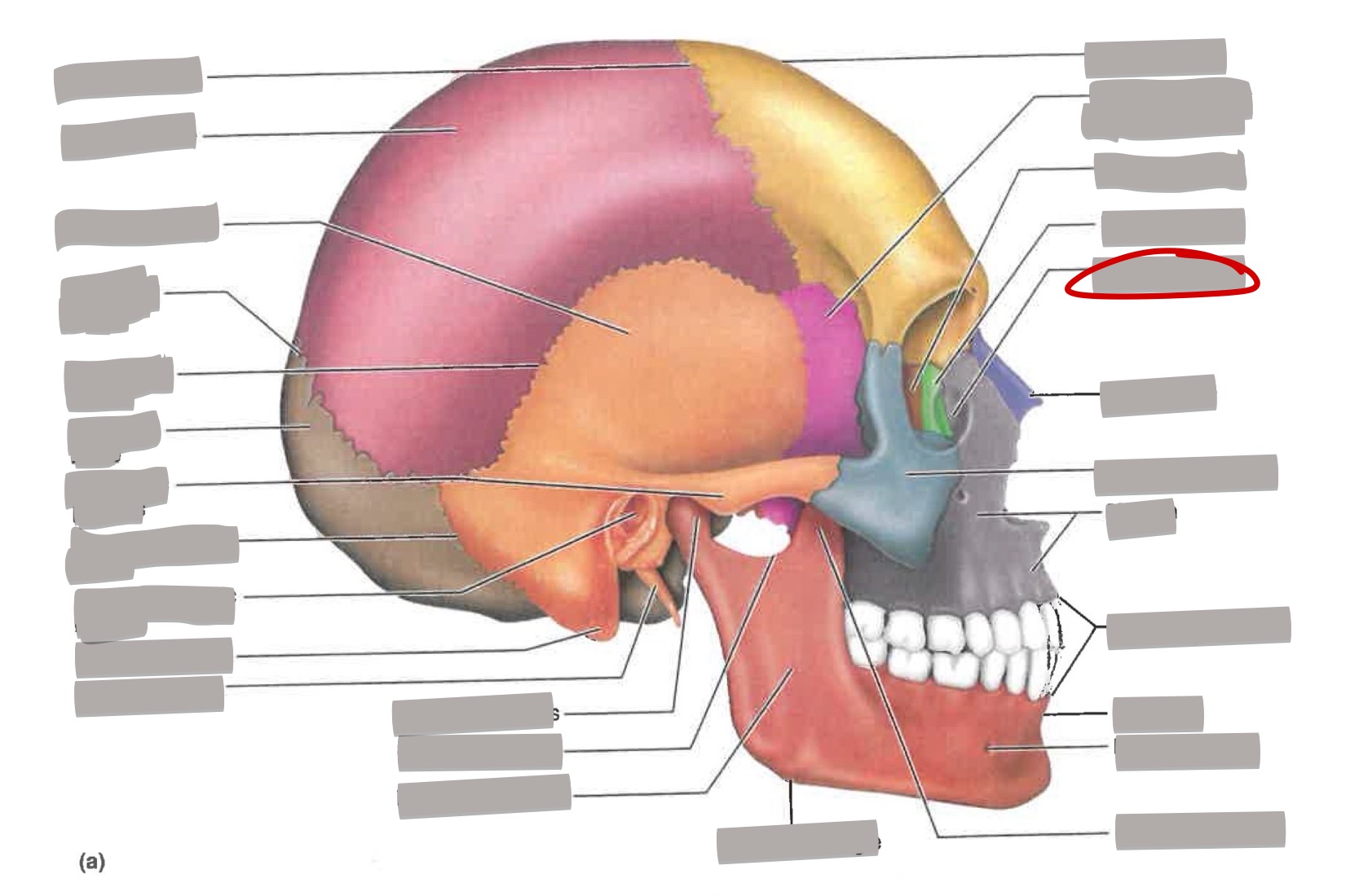term image