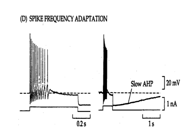 <p>AHP reduces firing rate, and eventually blocks firing.</p>