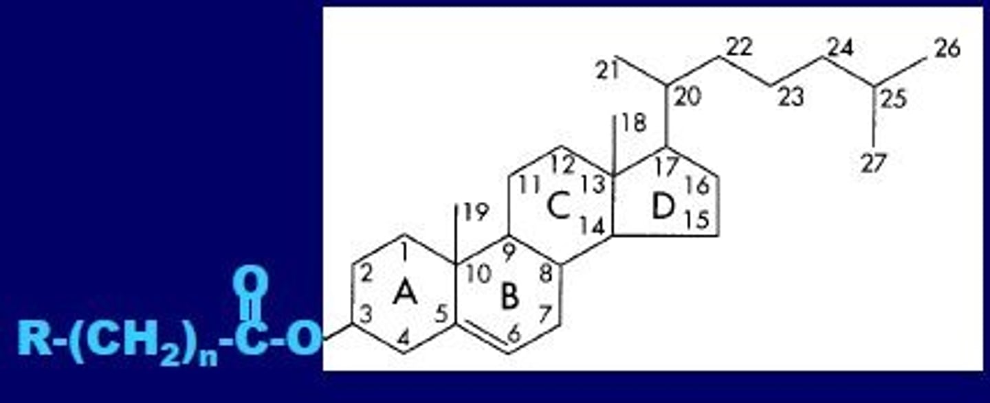 <p>TOTALLY HYDROPHOBIC <br><br>picture is of cholesteryl ester</p>
